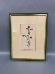 Print Of Hybrid Musk And Welted Thistle