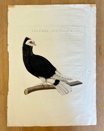 Christian Sepp 1770 Amsterdam, Columba Cucullata Plate