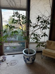 Large Blue And White Asian Pot With Ficus Tree *LOCAL PICKUP ONLY - NO SHIPPING*