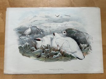 1891 J. Wold & H. C. Richter, Del Et Lith - Lagopus Mutus, Winter Plumage - Colored Lithograph