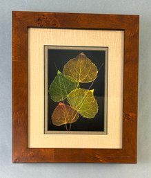 Vintage Cottonwood Leaves Framed