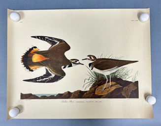 Kildeer Plover Colored Engraving: JJ Audubon & R. Havell 1834