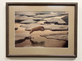 Framed Polar Bear On Ice Photograph - Signed