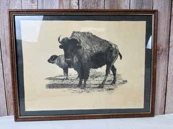 Buffalo Grazing Along With Calf