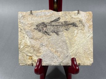 Sandstone Fossil Fish