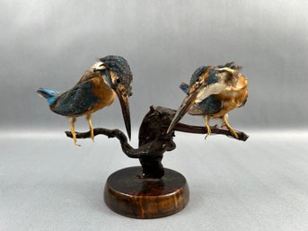 Taxidermy King Fisher Birds