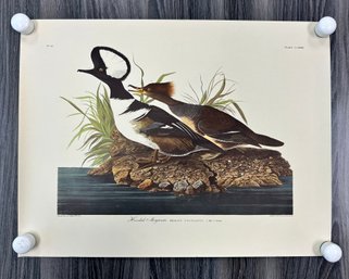 Hooded Merganser Colored Engraving: Drawn By J.J. Audobon, Engraved By R. Havel