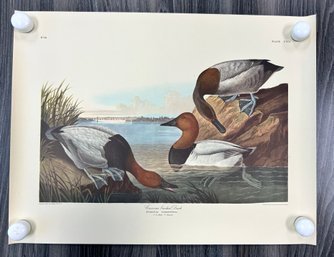 Canvas Backed Duck Colored Engraving: Drawn By J.J. Audobon, Engraved By R. Havell 1836