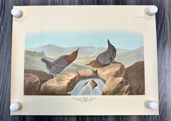 American Water Ouzel Colored Engraving: Drawn J.J. Audobon, Engraved R. Havell 1837