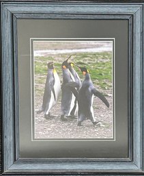 Signed Penguin Photograph Print Framed
