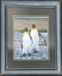 Signed Penguins Photograph Print Framed