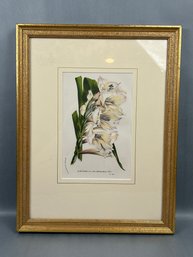 Vintage Gladiolus Botanical Lithograph