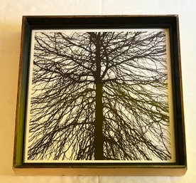 Black And White Ink Print ~ Tree *Local Pick-Up Only*