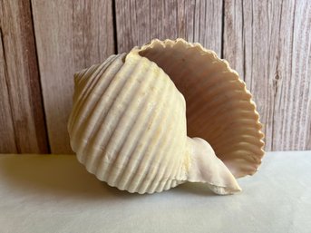 Large Shell For Decor *Local Pick-Up Only*