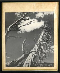 Framed Black And White Photography Trees With Sky *Local Pick-Up Only*