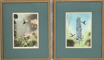 Vintage Framed Lot Of 2 Hand Tinted Photos Of Hummingbirds *Local Pick-Up Only*