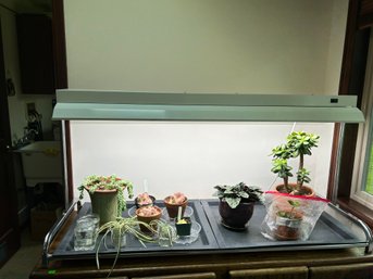 2 Bulb Table Top Grow Light & Stand