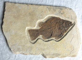 Vintage Fish Fossil *Local Pick-Up Only*