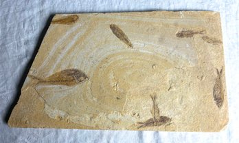 Vintage Multiple Fish Fossil *Local Pick-Up Only*
