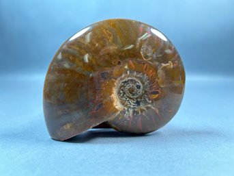 Ammonite Large Fossil