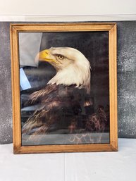 Framed Bald Eagle Print.  *Local Pick-Up Only*