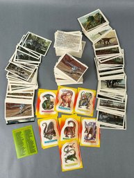 Vintage Dinosaurs Collectors Cards