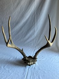 Aged Deer Antlers -Local Pick Up Only