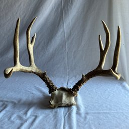 Aged Deer Antlers Second Set-Local Pick Up Only