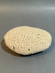 White Brain Coral From The Tropical Islands