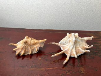 2 Seashells.