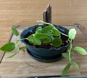 Small Plant In Blue Glazed Pot *LOCAL PICKUP ONLY - NO SHIPPING*