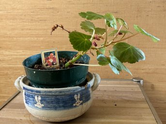 Small Rieger Begonia Plant In Pot *LOCAL PICKUP ONLY - NO SHIPPING*