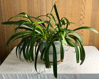 Large Plant In Decorative Glazed Pot *LOCAL PICKUP ONLY - NO SHIPPING*