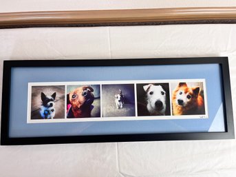 Jeff King Signed Shelter Dog Photos.