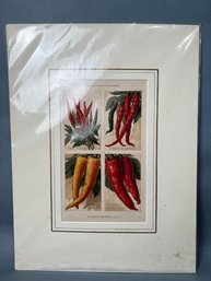 French Vilmorin-Andrieux Seed Company 1891 Catalog Print - Chilies