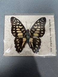 Butterfly Specimen - South East Asia