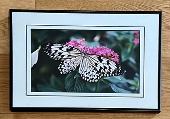 Framed Photograph Of Butterfly