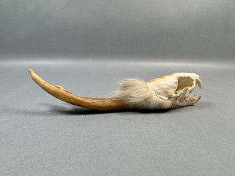 Pacific Coast Native - Reindeer Horn With Small Skull- Alaska