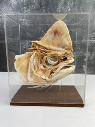 Mahi Mahi Fish Skull Mounted In Jewel Case *Local Pickup Only*