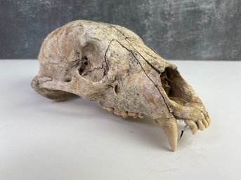 Vintage Animal Skull  *Local Pickup Only*