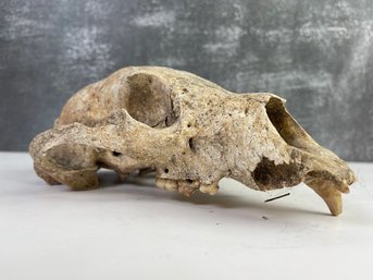 Vintage Animal Skull  *Local Pickup Only*