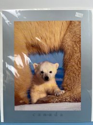 Art Wolf Polar Bear Cub Print.