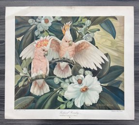 Tropical Beauty Leadbeater Cockatoos & Clusa Print