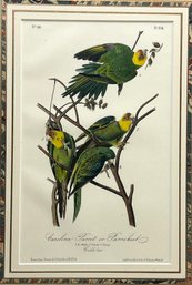 'The Carolina Parrot' By John James Audubon, Framed Art With COA