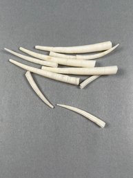 White Dentalium Octangulatu Tusk Shells