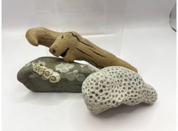 Lot Of Beach Items And Coral