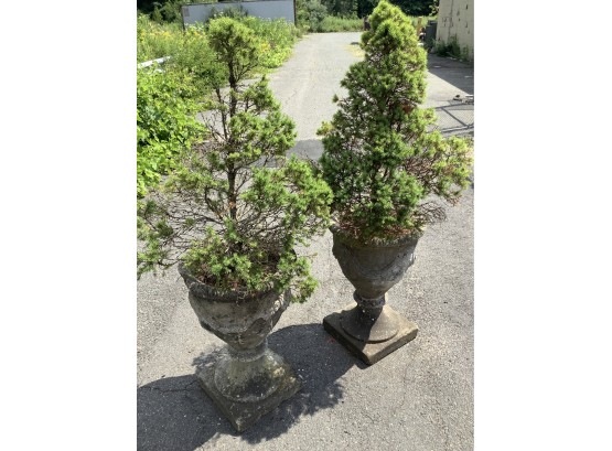 Pair Of Cement Urn Planters With Evergreens