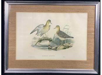 J. Gould & H. C. RICHTER. Buff-breasted Sandpiper. (Tryngites Rufescens.)  Hand-coloured Lithograph.