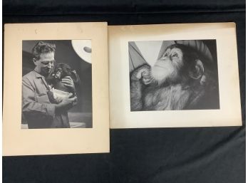 Large Black & White Prints. Two Shot Of Man And Baby Chimp. Close Up Of Chimp.