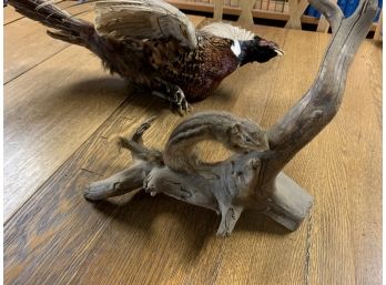 Pheasant And Chipmunk  Taxidermy Mount